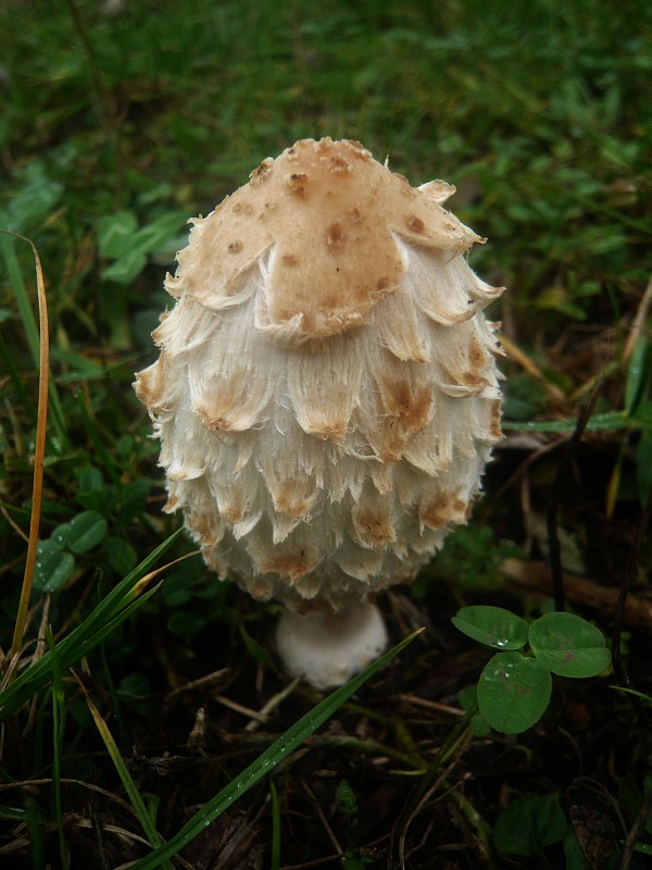 hnojník obyčajný Coprinus comatus (O.F. Müll.) Pers.