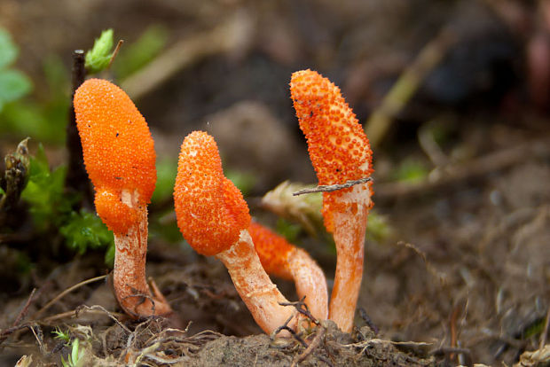 žezlovka hmyzová Cordyceps militaris (Fr.) Link