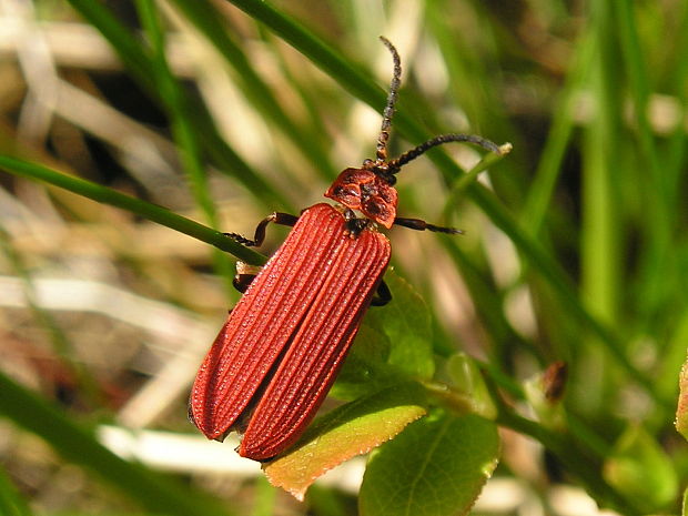 dlhoústec červený  Dictyoptera aurora