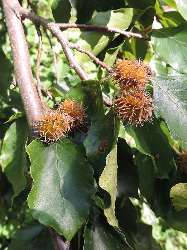 buk lesný / buk lesní Fagus sylvatica L.