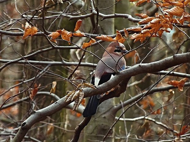 sojka obyčajná Garrulus glandarius Linnaeus, 1758