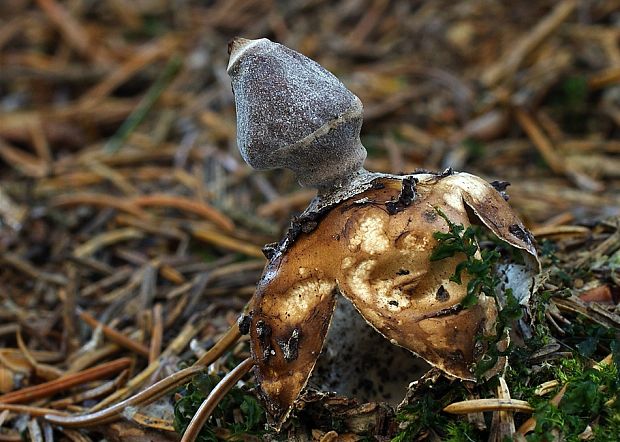 hviezdovka štvorcípová Geastrum quadrifidum DC. ex Pers.