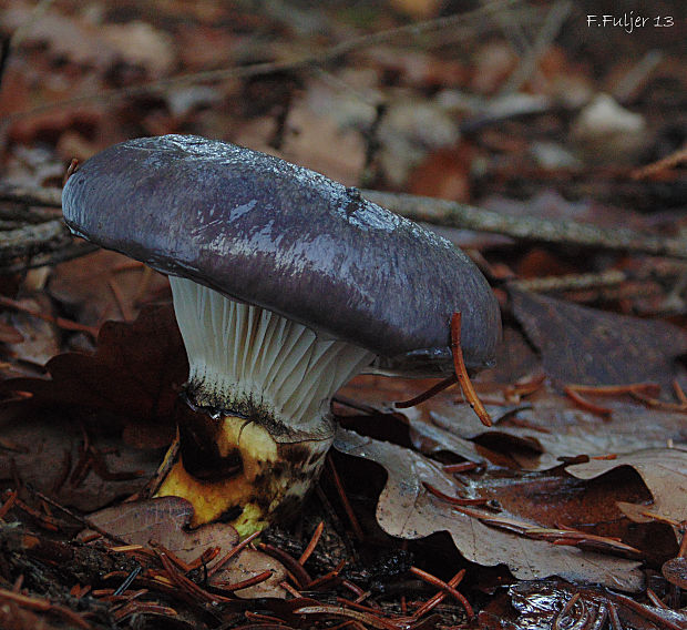 sliziak mazľavý Gomphidius glutinosus (Schaeff.) Fr.