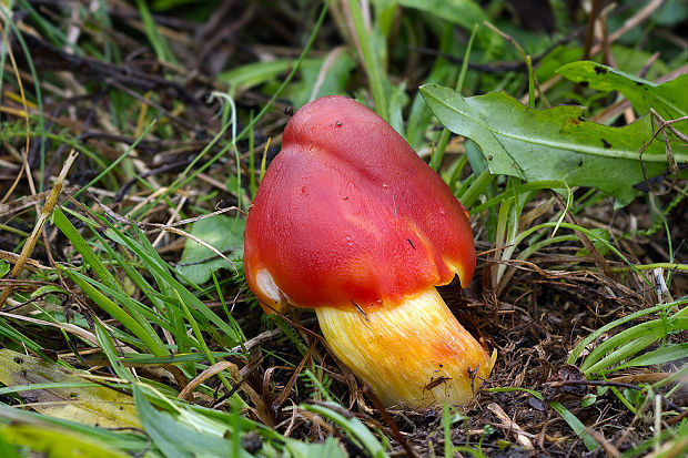 lúčnica granátovočervená Hygrocybe punicea (Fr.) P. Kumm.