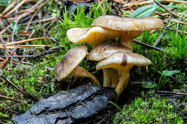 šťavnačka mrazová Hygrophorus hypothejus (Fr.) Fr.