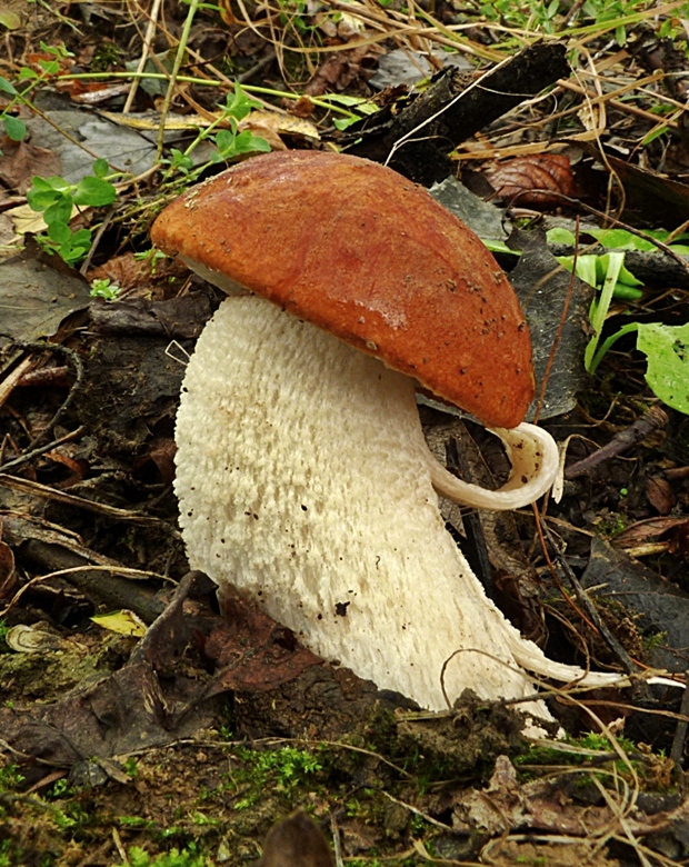 kozák osikový Leccinum albostipitatum den Bakker & Noordel.