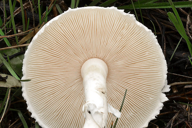 bedlica ružovolupeňová Leucoagaricus leucothites (Vittad.) Wasser