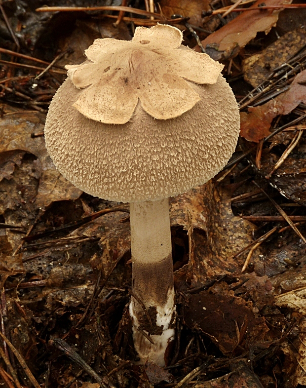 bedľa Konradova Macrolepiota konradii (Huijsman ex P.D. Orton) M.M. Moser