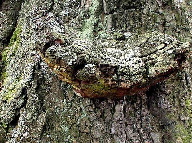 ohňovec hrboľkatý Phellinus torulosus (Pers.) Bourdot & Galzin