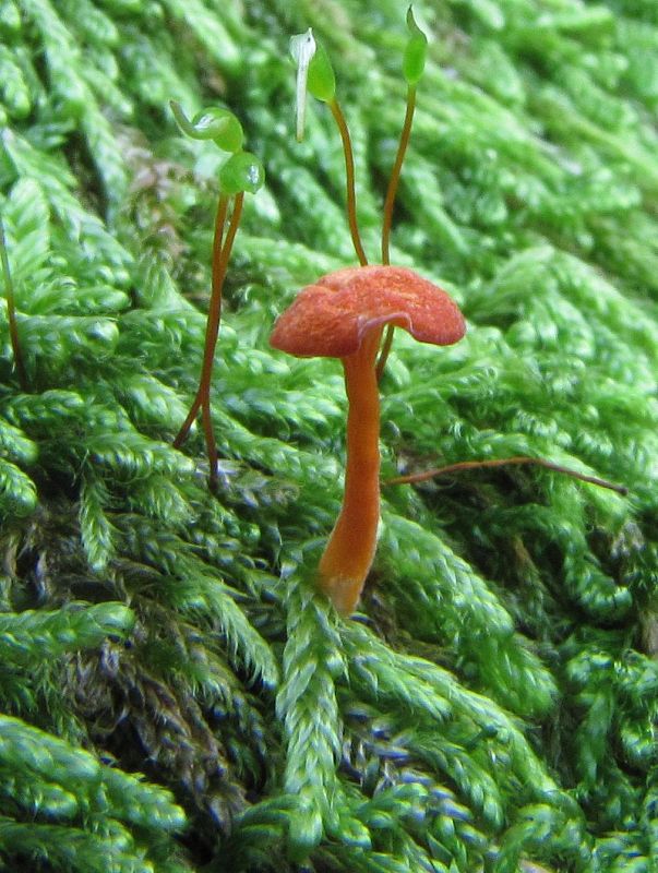 machovček oranžový Rickenella fibula (Bull.) Raithelh.