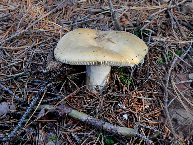 plávka hlinovožltá Russula ochroleuca Fr.