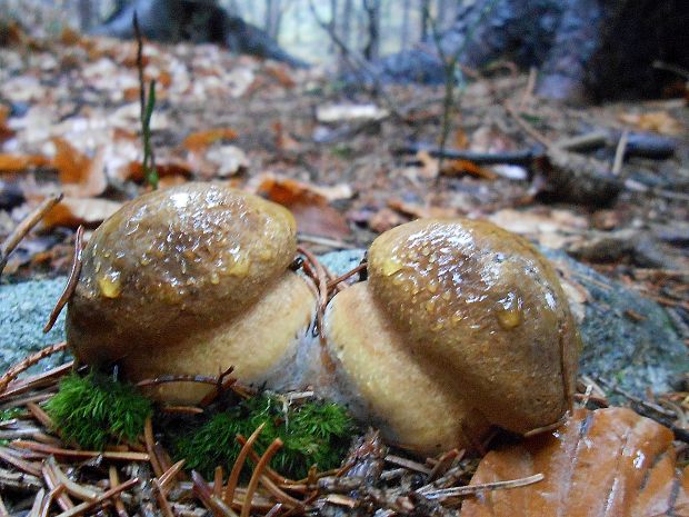 hríb zrnitohlúbikový Sutorius luridiformis (Rostk.) G. Wu & Zhu L. Yang