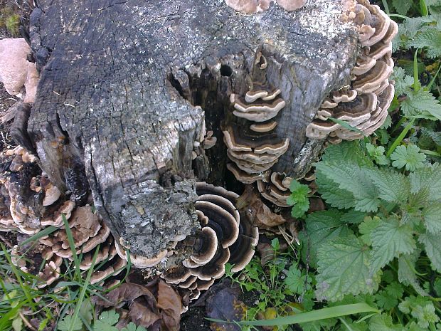 trúdnikovec pestrý Trametes versicolor (L.) Lloyd