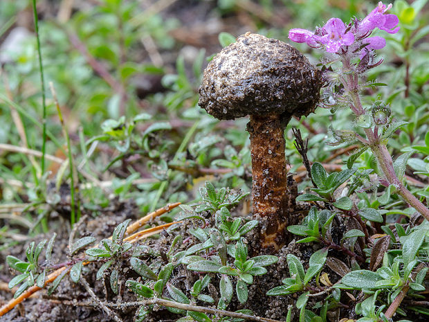 stopkovec vláknitý Tulostoma fimbriatum Fr.