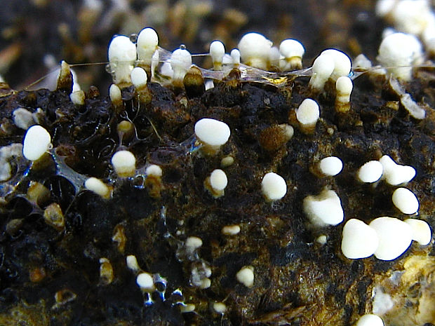 claussenomyces cf. olivaceus