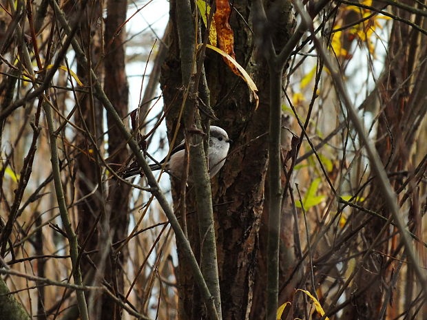 mlynárka dlhochvostá Aegithalos caudatus