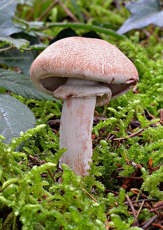 pečiarka krvavá Agaricus haemorrhoidarius Schulzer