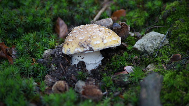 muchotrávka slamovožltá Amanita gemmata (Fr.) Bertill.