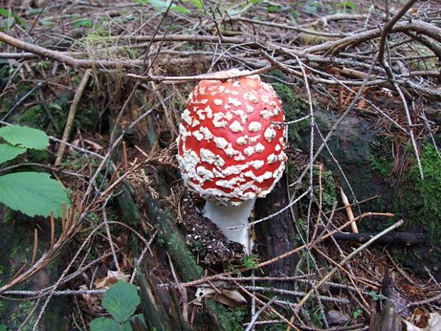 muchotrávka červená Amanita muscaria (L.) Lam.