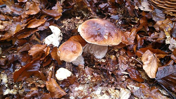 hríb smrekový Boletus edulis Bull.