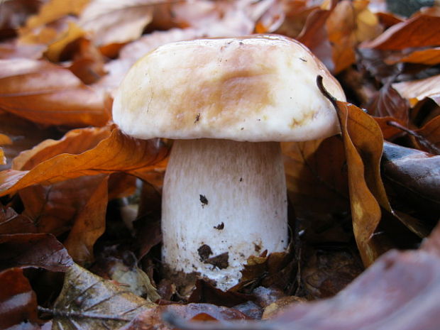 hríb smrekový Boletus edulis Bull.