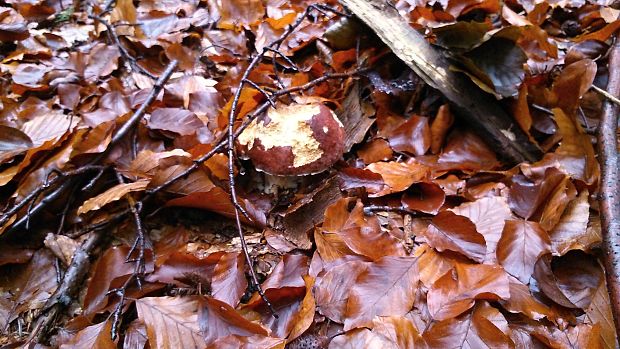 hríb sosnový Boletus pinophilus Pil. et Dermek in Pil.