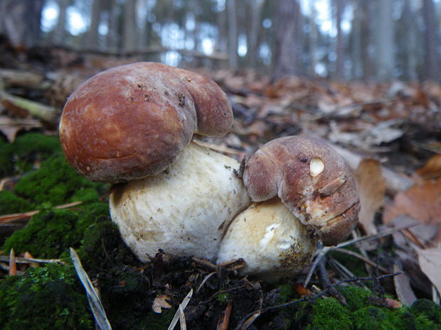 hríb sosnový Boletus pinophilus Pil. et Dermek in Pil.