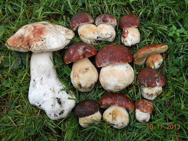 hríb sosnový Boletus pinophilus Pil. et Dermek in Pil.