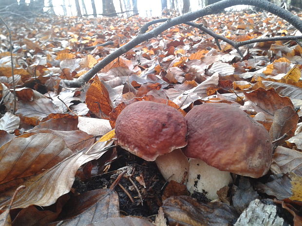 hríb sosnový Boletus pinophilus Pil. et Dermek in Pil.