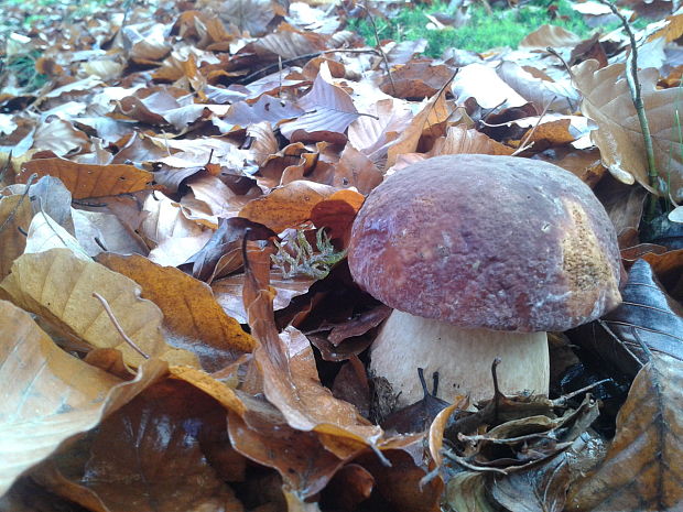 hríb sosnový Boletus pinophilus Pil. et Dermek in Pil.