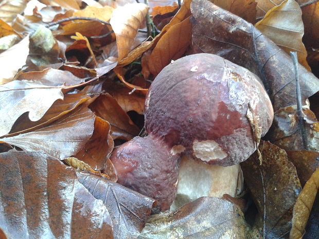 hríb sosnový Boletus pinophilus Pil. et Dermek in Pil.