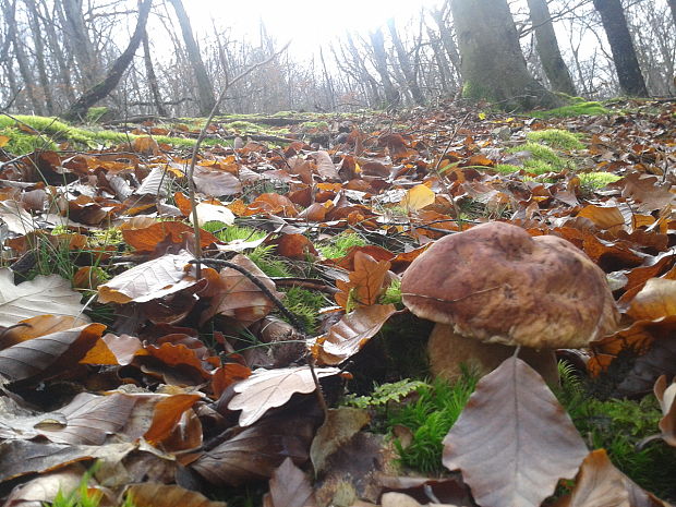 hríb sosnový Boletus pinophilus Pil. et Dermek in Pil.