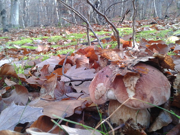 hríb sosnový Boletus pinophilus Pil. et Dermek in Pil.