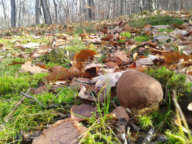 hríb sosnový Boletus pinophilus Pil. et Dermek in Pil.