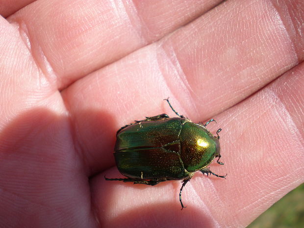 zlatoň obyčajný  Cetonia aurata