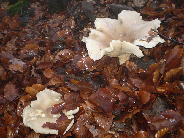 strmuľka inovaťová Clitocybe nebularis (Batsch) P. Kumm.