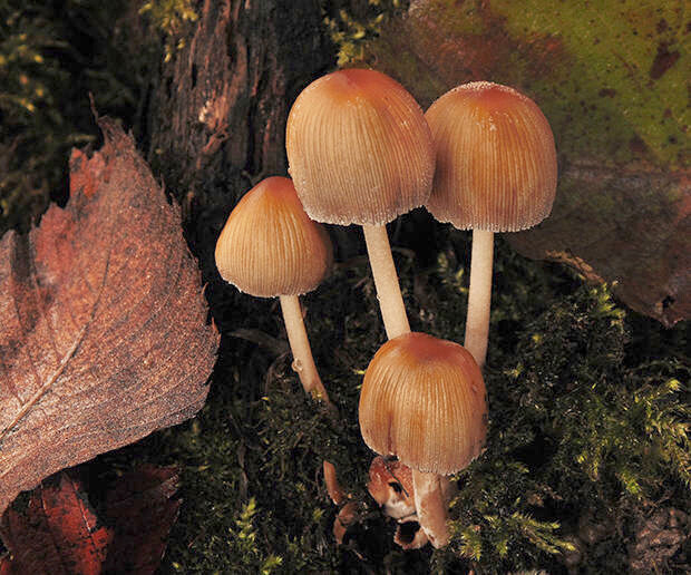 hnojník ligotavý Coprinellus micaceus (Bull.) Vilgalys, Hopple & Jacq. Johnson