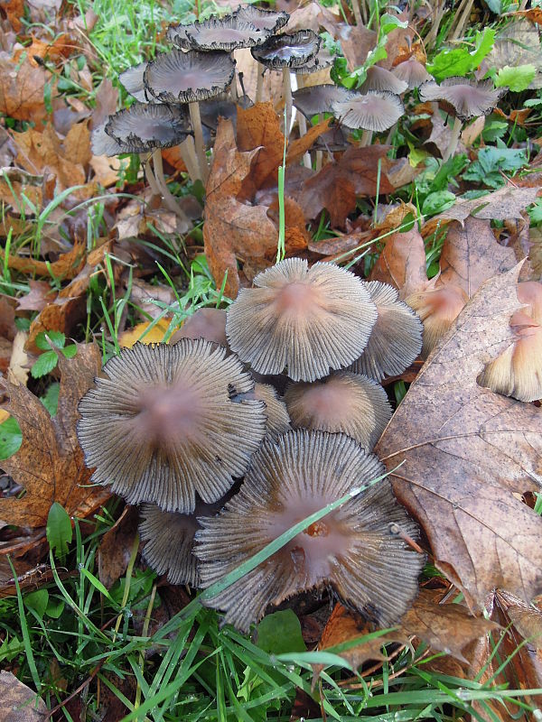 hnojník Coprinellus sp.