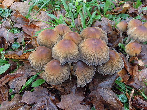 hnojník Coprinellus sp.