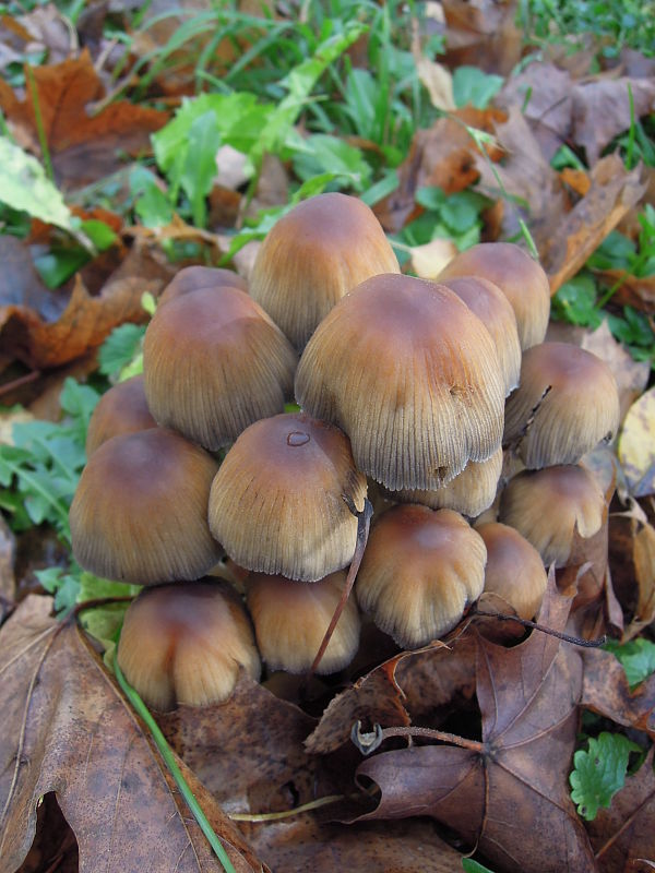 hnojník Coprinellus sp.