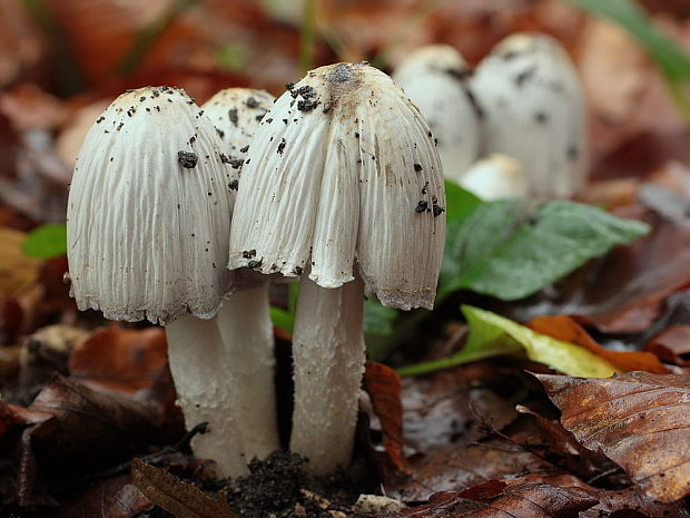 hnojník atramentový Coprinopsis atramentaria (Bull.) Redhead, Vilgalys & Moncalvo