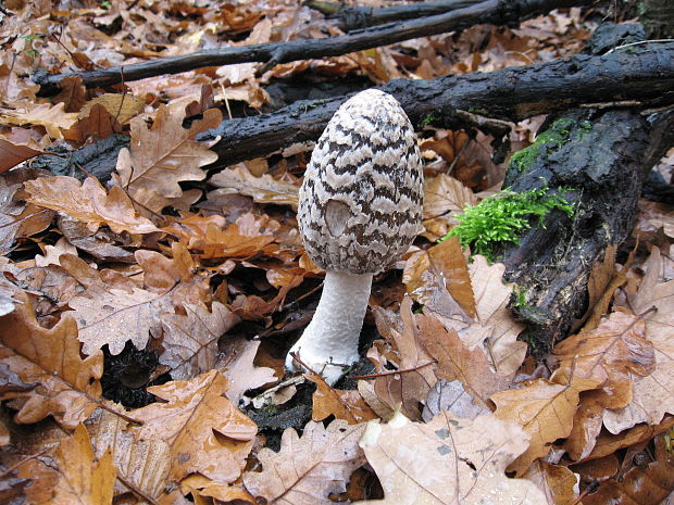 hnojník strakatý Coprinopsis picacea (Bull.) Redhead, Vilgalys & Moncalvo