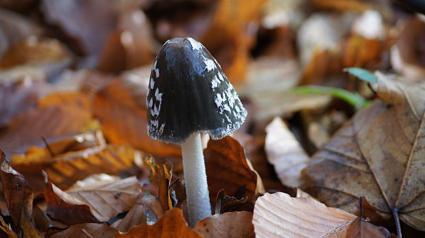 hnojník Coprinus sp.