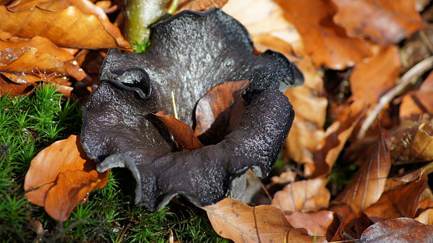 lievik trúbkovitý Craterellus cornucopioides (L.) Pers.