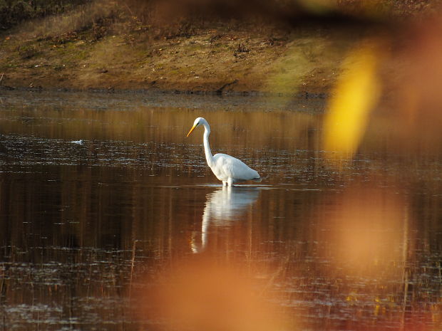 beluša velká Egretta alba