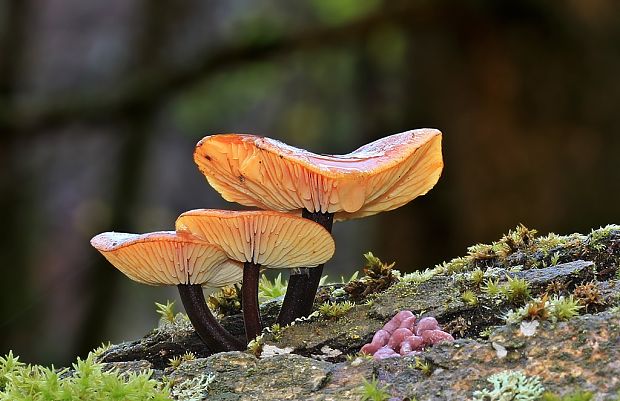 plamienka Flammulina sp.