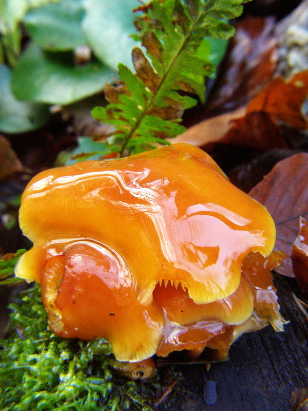 plamienka Flammulina sp.