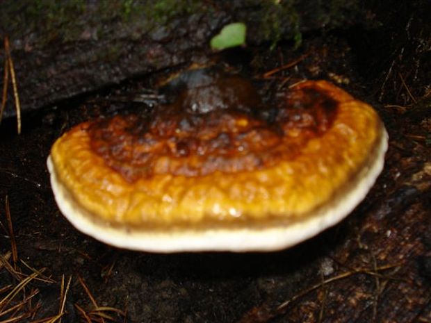 lesklokôrovka obyčajná Ganoderma lucidum (Curtis) P. Karst.