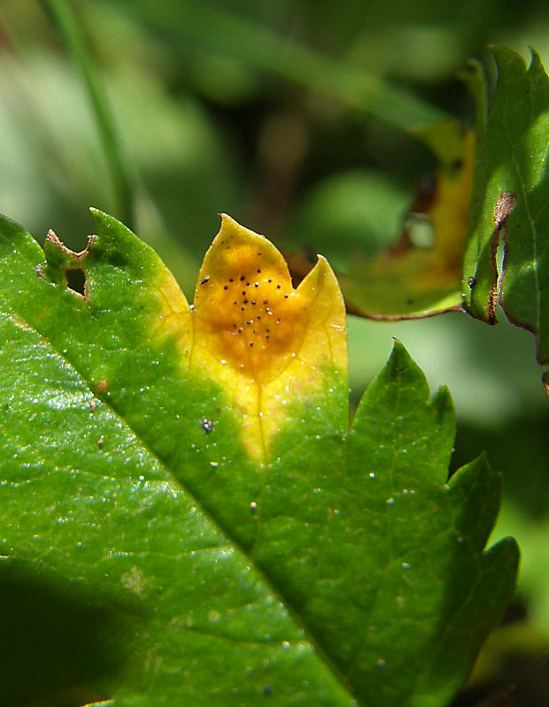 hrdzavka jarabinová Gymnosporangium cornutum (Pers.) Arthur