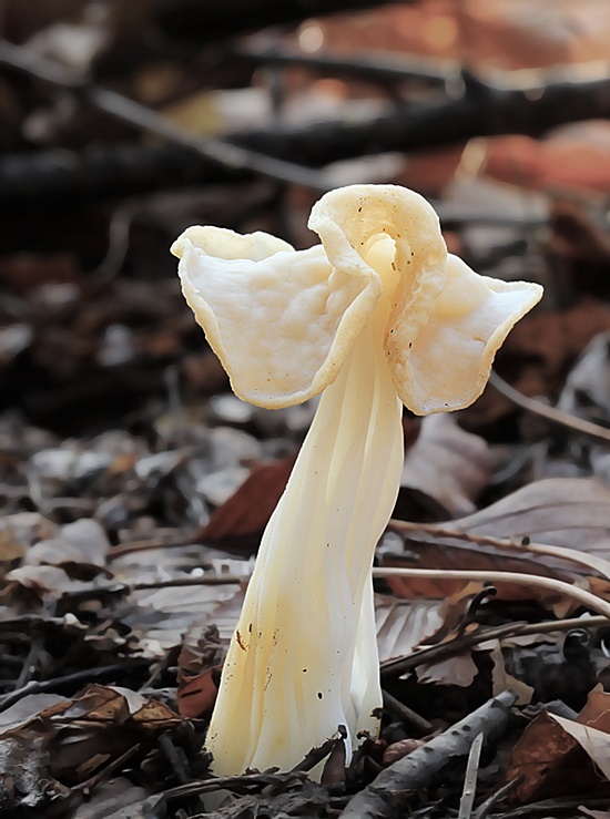 chriapač kučeravý Helvella crispa (Scop.) Fr.